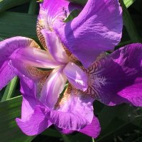 ФиоЛЕТОвое лето... :: Владимир Павлов ФиоЛЕТОвое лето... :: Владимир Павлов