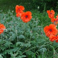 Маки, маки, красные маки... :: Рита Симонова