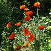 Маки, маки, красные маки... :: Рита Симонова