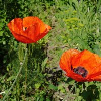 Маки, маки, красные маки... :: Рита Симонова