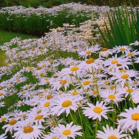 Приметы лета. Ромашковое настроение :: Сергей М Приметы лета. Ромашковое настроение :: Сергей М