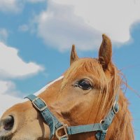 На конюшне :: Мария Реброва