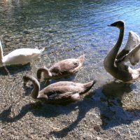 Лебеди :: Алёна Савина