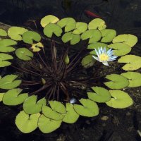 Лилия :: Sergey Grim