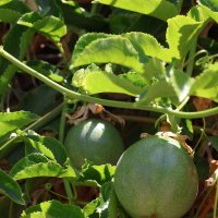 плоды пассифлоры :: Аркадий Басович плоды пассифлоры :: Аркадий Басович