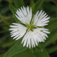 Бахромчатолепестник лучистый :: Anna Ivanova