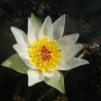 Кувшинка четырёхгранная :: Anna Ivanova