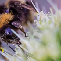 Шмель :: Светлана SvetNika17