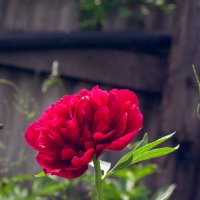 Пион волшебным образом всегда побеждает равнодушие к его красоте. :: Анастасия Логинова