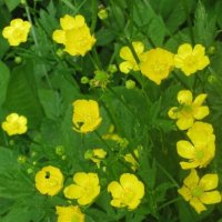 Лютики-цветочки у меня в садочке :: Дмитрий Никитин