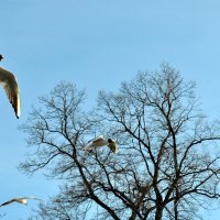 Чайки :: AleksSPb Лесниченко