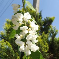 Гроздь душистая :: Freddy 97