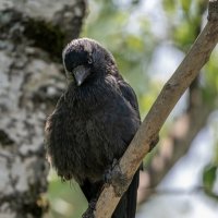 Галка :: Павел Шинкарёв