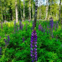 Люпиновая поляна :: Галина Бобкина