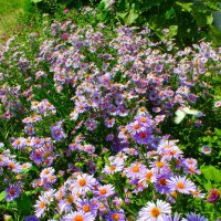 Июнь. :: Владимир Помазан