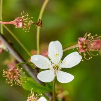 Cherry blossom | 4 :: Sergey Sonvar