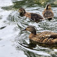 Новый приплод...... :: Анатолий Анищик