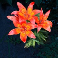 Лилии :: Евгений Лилии :: Евгений