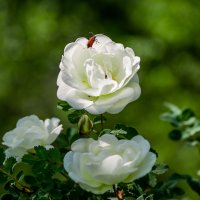 Шиповник. :: Sergey (Apg)