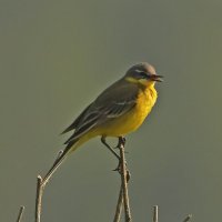 Желтая трясогузка показывает язык :: Светлана 