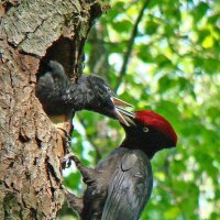 гнездо черного дятла :: gawrilа - dan