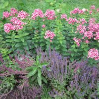 Летние цветы :: Дмитрий Никитин