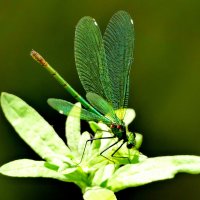 из вчерашней съёмки  1 :: Александр Прокудин