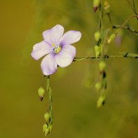 Цветущий Лён :: Нэля Лысенко