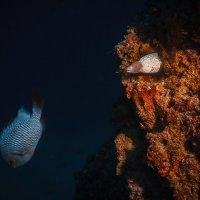 Из засады... :: алексей афанасьев