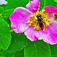 Июнь...Зацвел городской шиповник! :: Владимир 