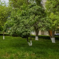 Боярышник :: Анатолий Чикчирный