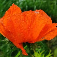 После дождя :: Валентина Богатко 