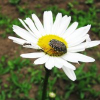 Понравилась им ромашка :: Людмила Смородинская