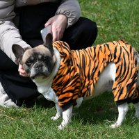 Москва. Парад французских бульдогов в усадьбе «Воронцово». :: Наташа *****