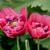 Маки :: Игорь Сикорский Маки :: Игорь Сикорский