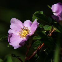 *** :: Владимир Безбородов