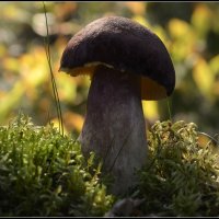 *** :: Aleksandr Gal