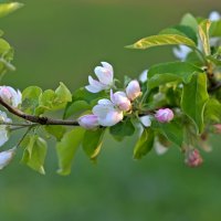 В начале мая... :: Алекс Б-в