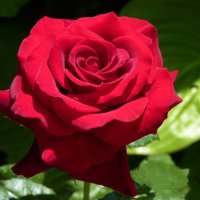 Бархатная роза :: Валентин Семчишин Бархатная роза :: Валентин Семчишин