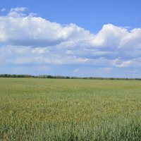 Русское поле. :: Виктор 