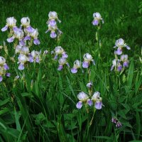 Ирис :: Рита Симонова Ирис :: Рита Симонова