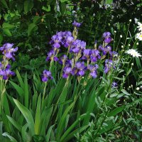 Ирис :: Рита Симонова