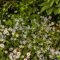 Просто лето. :: Петр Беляков Просто лето. :: Петр Беляков