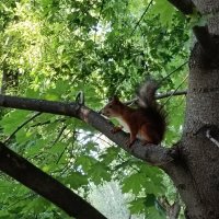 белочка :: Галина R...