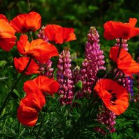 Маки :: Наталья Лакомова Маки :: Наталья Лакомова