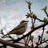 Славка-завирушка :: Laryan1 