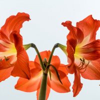 Лилии :: Игорь Николаев