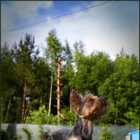 Тофик. :: leff Postnov