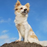 Буська :: Рудаков Сергей 