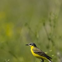 Жёлтая трясогузка :: Валерий Черняк